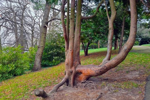 Beautiful interesting tree in the park in autumn