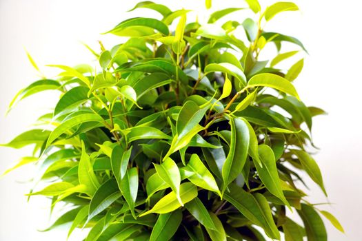Green ficus leaves on a white background