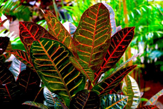 Codiaum motley is a perennial evergreen shrub, a species of the genus Codiaum of the Euphorbia family