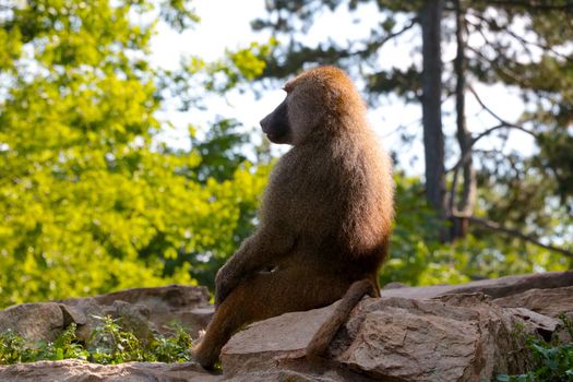 A baboon sits on the ground. A genus of primates in the family Marmosidae