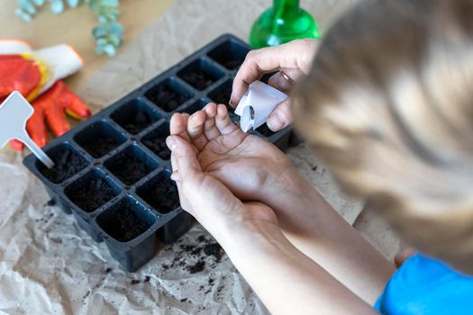 mom's hand pours seeds into the boy's palm to plant them in cassettes for seedlings on the desktop. The process of planting seeds in the ground in pots for seedlings. gardening concept