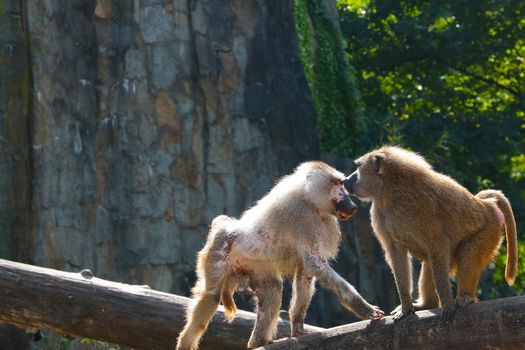 Close-up of baboons on a tree