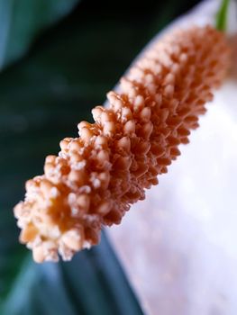 Pistil with pollen of white spathiphyllum flower close-up.