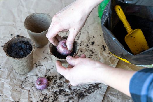 A woman with a shovel plants bulbous plants in a peat pot on the desktop for breeding flowers . The process of filling with earth, planting and watering bulbous flowers. gardening concept