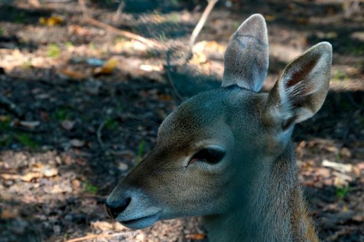 Close-up of a young deer in the forest. Wildlife