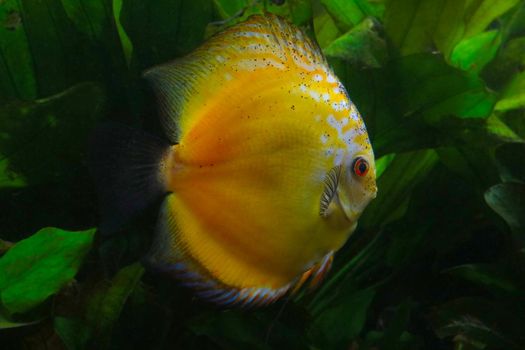 Discus fish in the aquarium. Aquarium fish