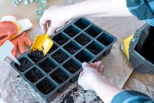 A woman with a scoop pours soil from a bag into a cassette for seedlings on the desktop. The process of filling pots for seedlings with earth. gardening concept