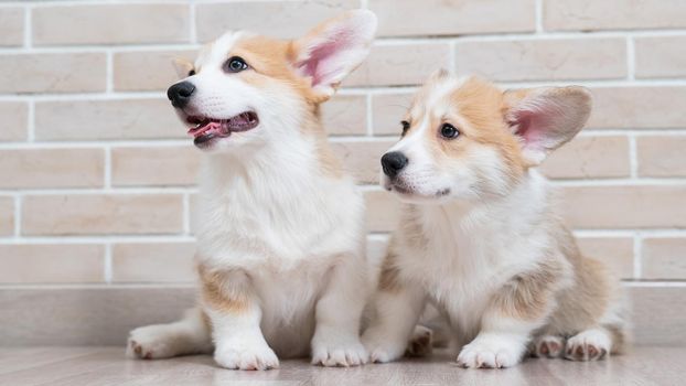Two cute red pembroke corgi puppies are sitting near a brick wall