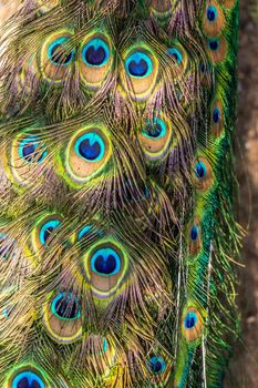 Colorful patterns of thousands of beautiful birds.