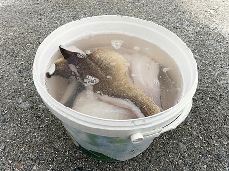 Fresh fish fillets in salt water. Raw cod fish steaks in plastic bucket, ready for final control and  freezing. Food industry, meat processing. 