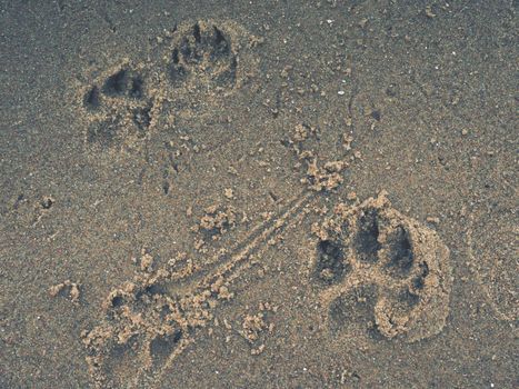 Footprint and animal prints in orange beach  sand. Summer image of kids small foot signs in the wet golden sand 