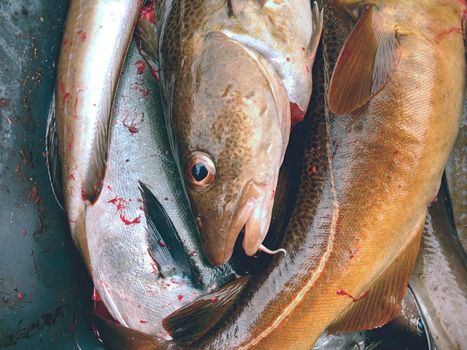 Freshly killed cod fish into a plastic box with a little of bloody water. Draining fish in the blood. Fish slaughterhouse or butchery