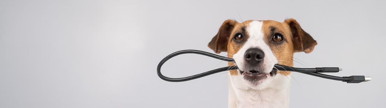 Dog jack russell terrier gnaws on a black usb wire on a white background. Copy space