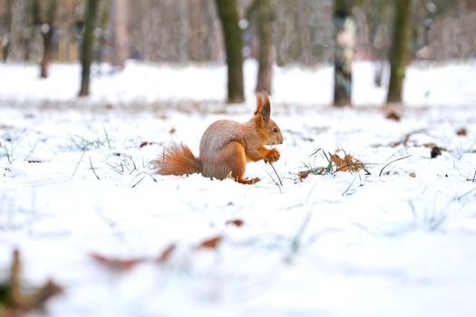 an agile tree-dwelling rodent with a bushy tail, typically feeding on nuts and seeds