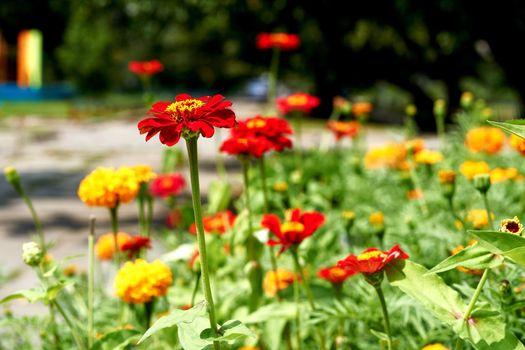 the seed-bearing part of a plant, consisting of reproductive organs stamens and carpels that are typically surrounded by a brightly colored corolla and a green calyx.