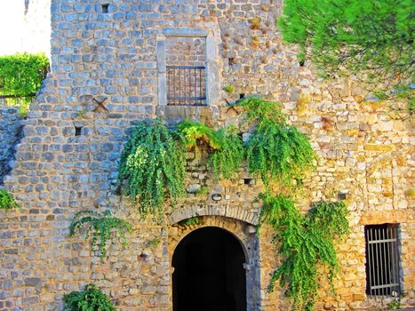 Green vegetation on the wall of an ancient European castle. Shrubs on the stone wall with the gate to the castle. Detail of castle ruins with window and lattice