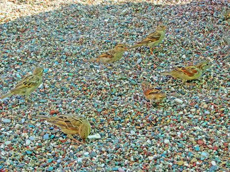 Sparrows cavort in the sand in summer.