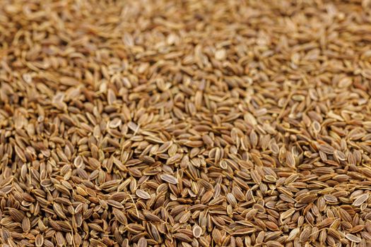 Dry Rolls Dill - Anethum graveolens - seeds on flat surface, closeup background with selective focus. It is only species in genus Anethum. Seeds are used as herb or spice for flavouring food.