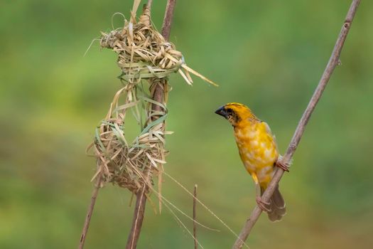 Image of male baya weaver nesting on nature background. Bird. Animals.