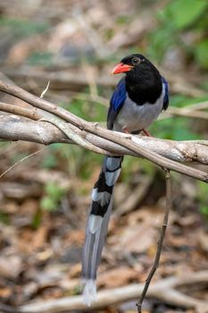 Image of Red billed Blue Magpie Bird on a tree branch on nature background. Animals.
