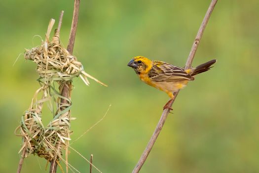 Image of male baya weaver nesting on nature background. Bird. Animals.