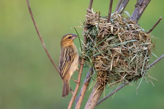 Image of female baya weaver nesting on nature background. Bird. Animals.