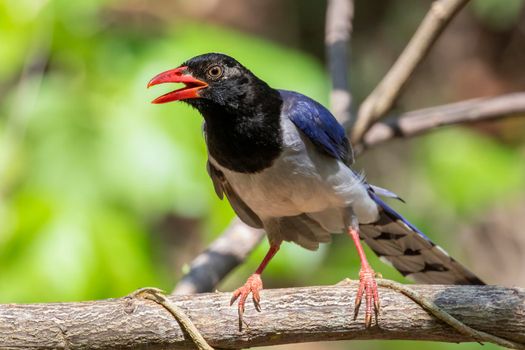 Image of Red billed Blue Magpie Bird on a tree branch on nature background. Animals.