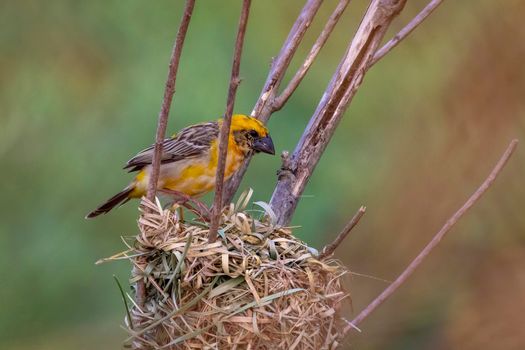 Image of male baya weaver nesting on nature background. Bird. Animals.