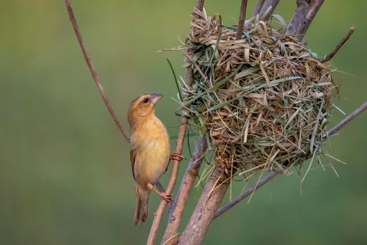 Image of female baya weaver nesting on nature background. Bird. Animals.