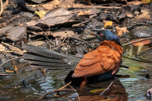 Image of Greater coucal on nature background. Bird. Animals.