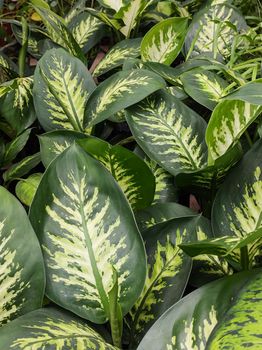 Front view of beautiful lush green foliage of Dieffenbachia Snow, in an indoor flower bed.