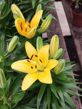 Closeup of flowers and leaves of yellow Asian lily Lilium Hybrid, in garden bed.
