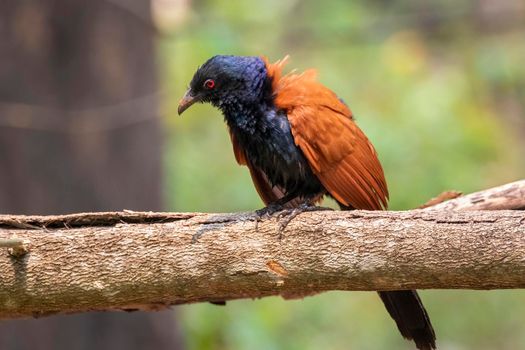 Image of Greater coucal on nature background. Bird. Animals.