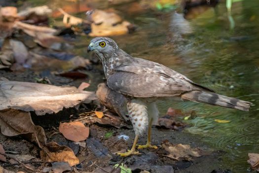 Image of Shikra Bird ( Accipiter badius) on nature background. Animals.