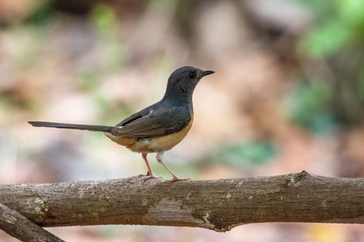 Image of White rumped Shama ( Kittacincla malabarica) on the tree branch on nature background. Bird. Animals.