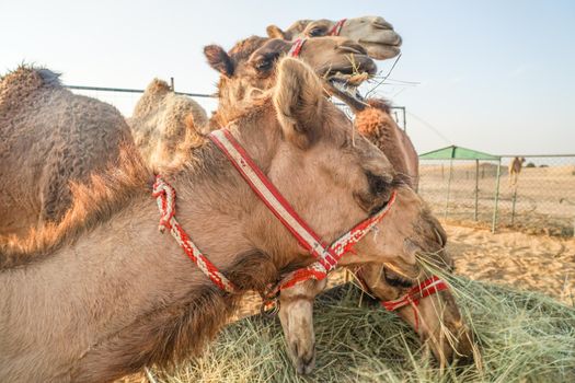 Arabian Desert Camel (United Arab Emirates). Shooting Location: Dubai
