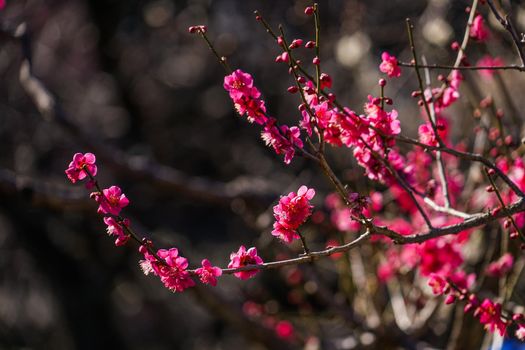 Plum image. Shooting Location: Yokohama-city kanagawa prefecture