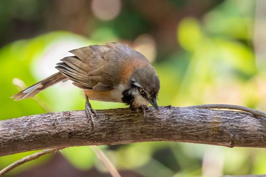 Image of Lesser Necklaced Laughingthrush (Garrulax monileger) on the tree branch on nature background. Bird. Animals.