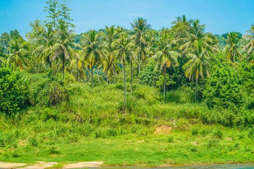 Sri Lanka jungle image. Shooting Location: Sri Lanka