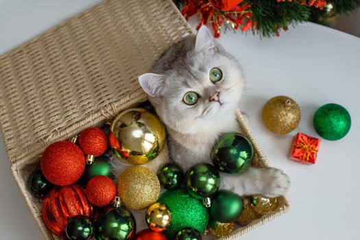 An adorable white cat a lies in a wicker basket near a Christmas tree, in multi-colored Christmas balls. Top view