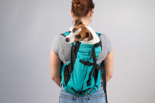 Caucasian woman carries jack russell terrier dog in her backpack