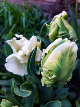 Buds of parrot tulips close-up on a background of green leaves.