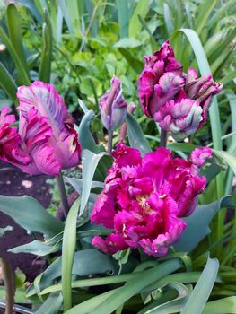 Buds of parrot tulips close-up on a background of green leaves.