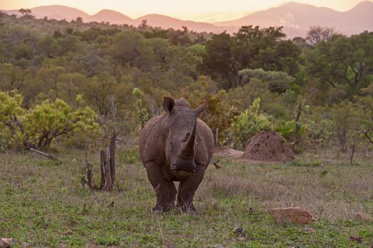 A large White Rhino bull (Ceratotherium simum) in Kruger National Park. South Africa