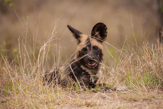 The African Wid Dog, also known as the Painted Dog or Painted Wolf, is one of the world's most endangered mamals