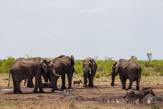 African Elephant (Loxodonta africana), Burchell's Zebra (Equus quagga burchellii) and a Common Warthog (Phacochoerus africanus) share a waterhole in Kruger National Park. South Africa