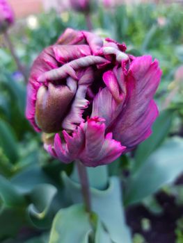 Bud of a parrot tulip close-up on a background of green leaves.