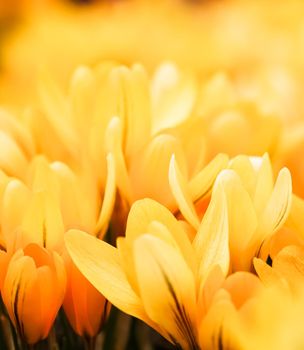 Yellow crocus flowers. Macro floral background for holiday brand design