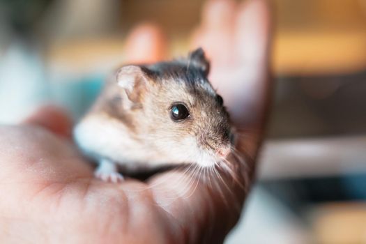 Cute Jungarian Hamster Image (Plusa Fire). Shooting Location: Yokohama-city kanagawa prefecture