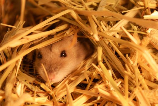 Cute Jungarian Hamster Image (Plusa Fire). Shooting Location: Yokohama-city kanagawa prefecture